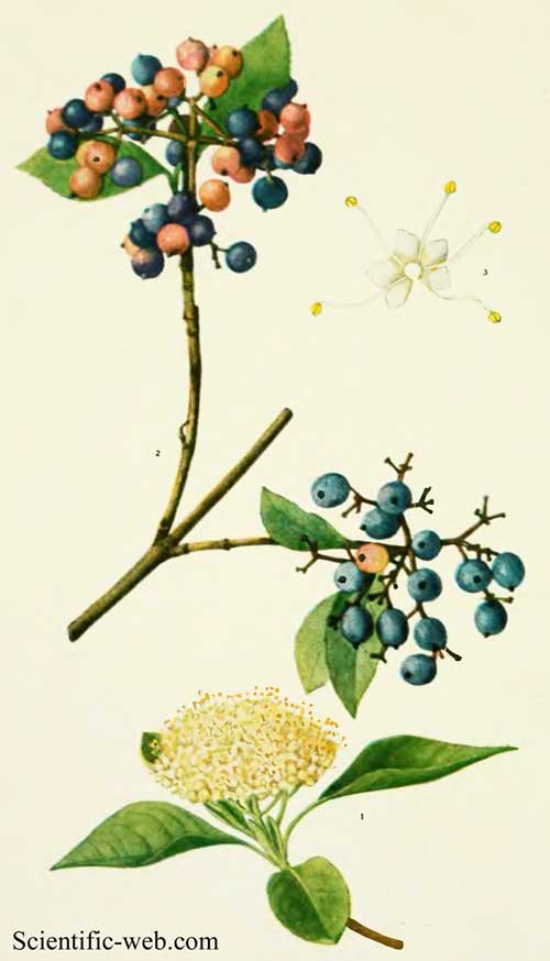 Viburnum nudum var. cassinoides