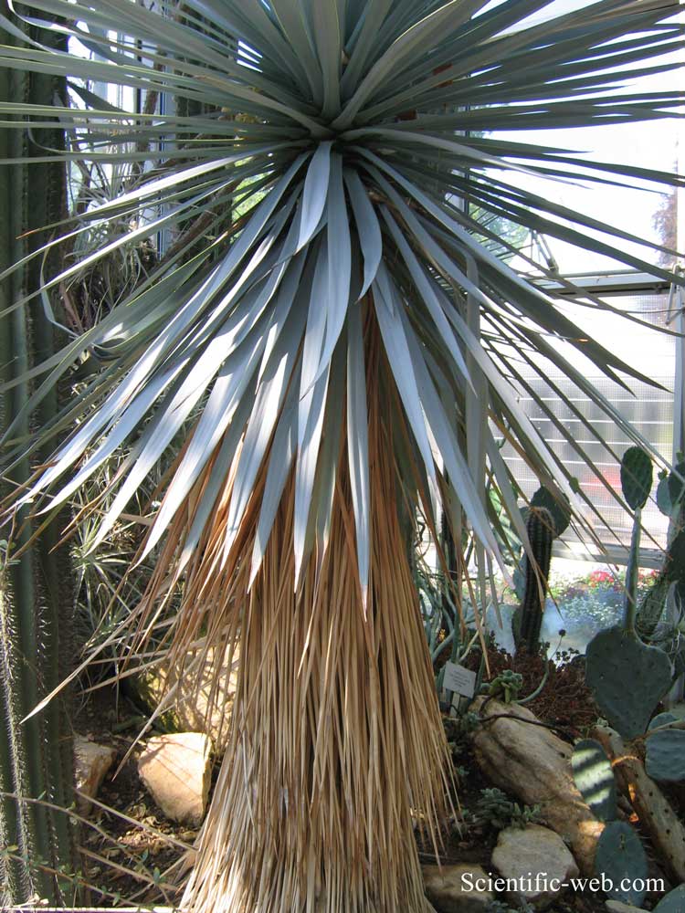 Yucca × andreana