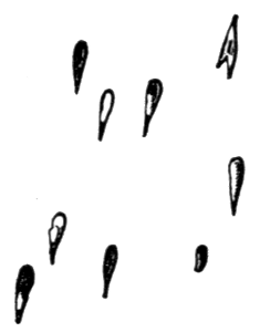 Fig. 25. Volcanic Vesicles