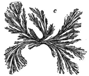 Fig. 29. Frost-like Lava Crystals