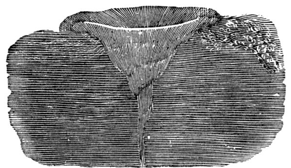 Fig. 41. Section of Circular Hollow Formed by Calabrian Earthquake