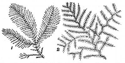 Fig. 66. Coralline and Sertularia, to show likeness between the animal Sertularia and the plant Coralline. 1, Corallina officinalis. 2, Sertularia filicula.