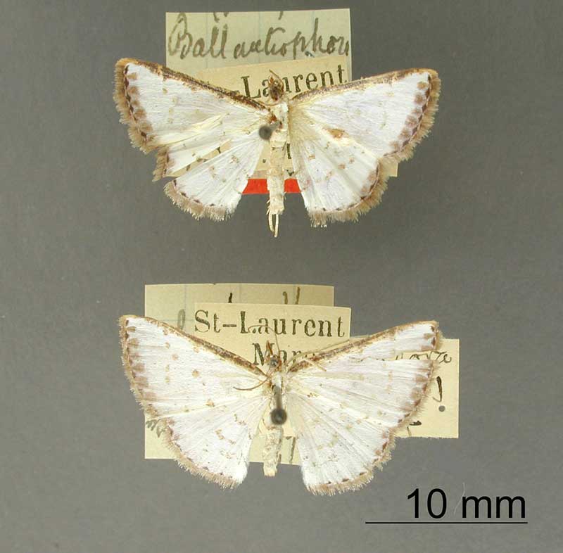 Ballantiophora glandifera