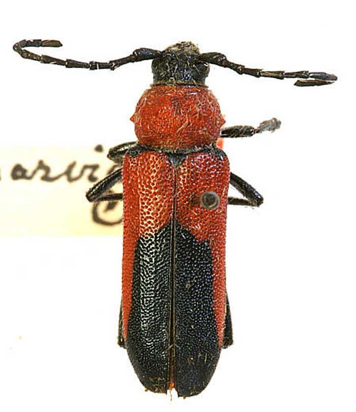 Crossidius coralinus subsp. parviceps