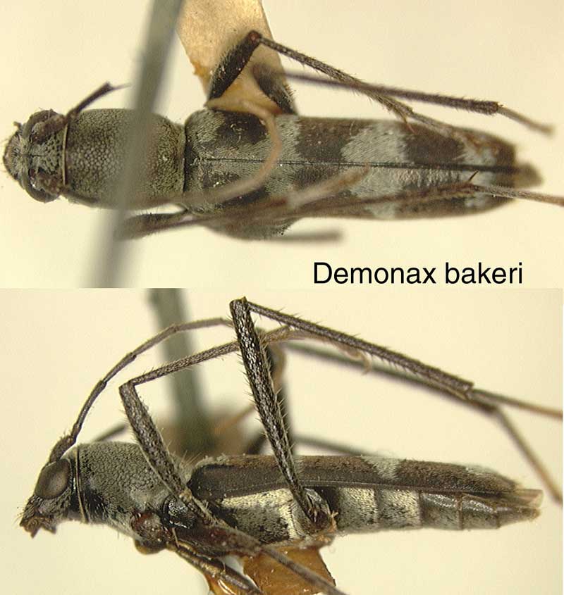 Demonax bakeri