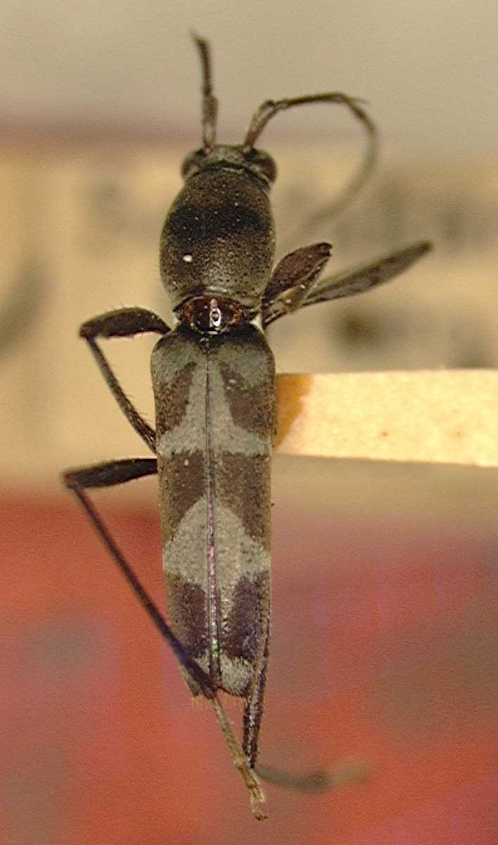 Demonax octavus