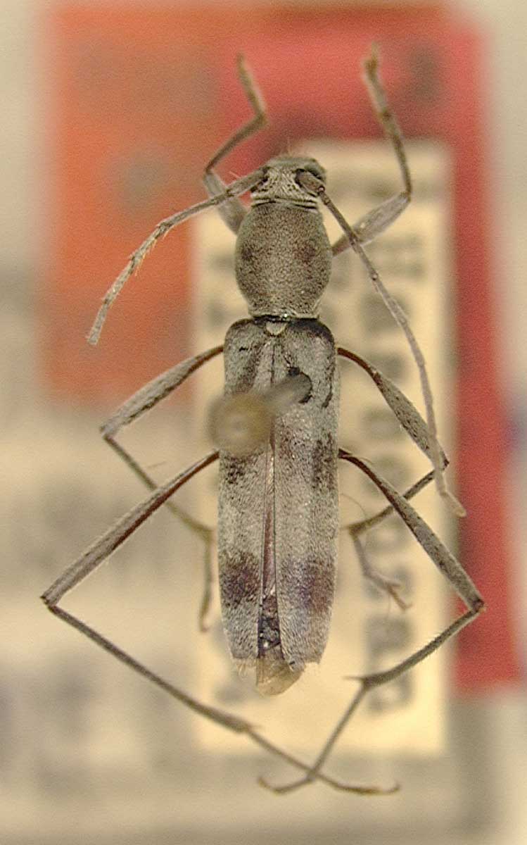 Demonax sauteri