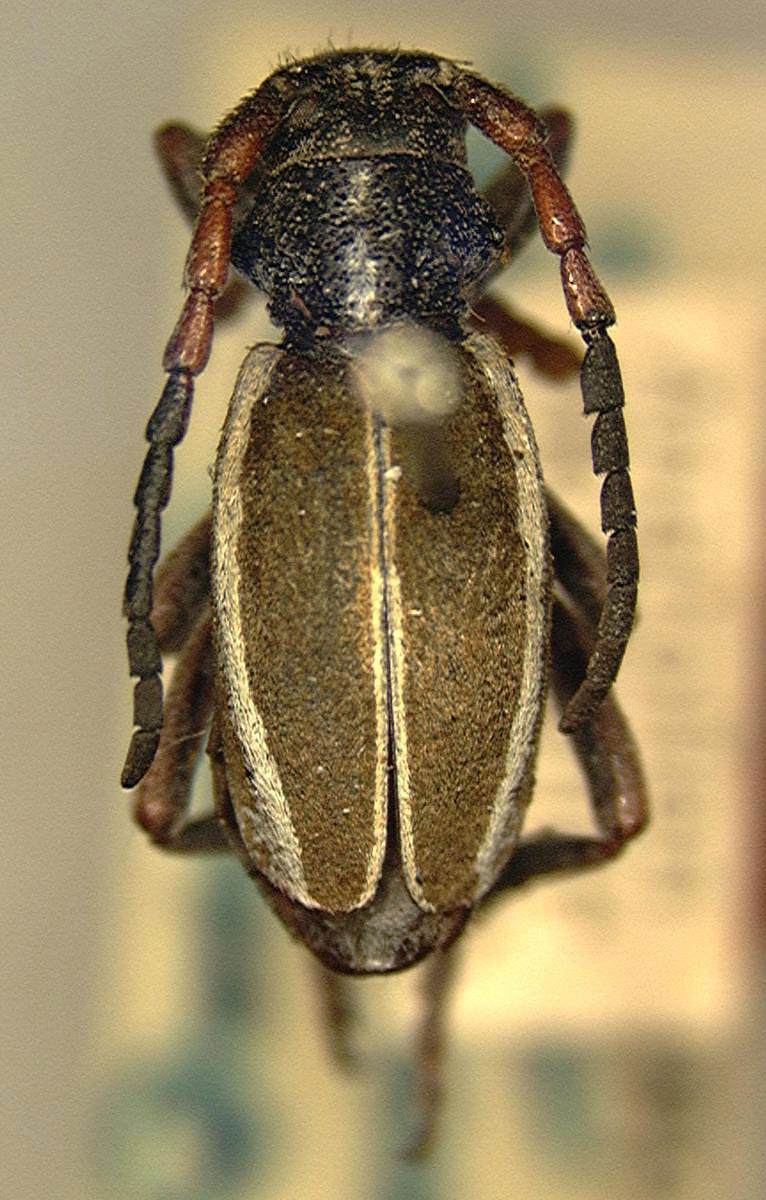 Dorcadion pseudocinctellum