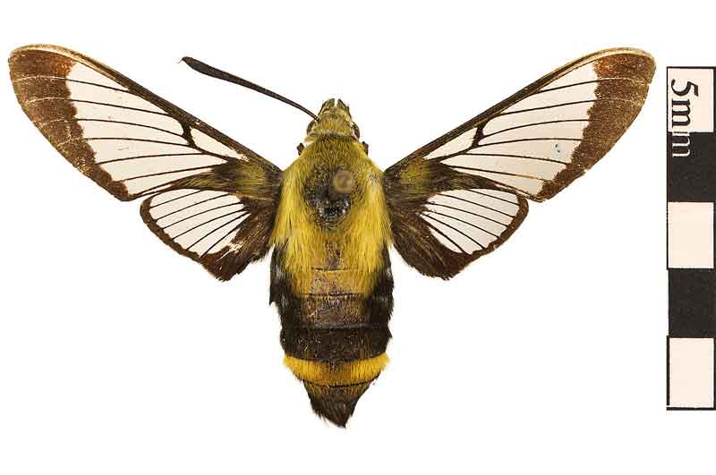 Hemaris diffinis