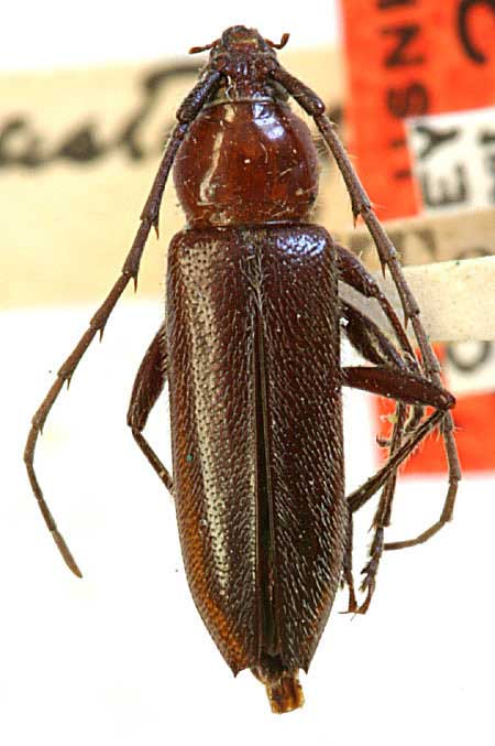 Stenosphenus dolosus