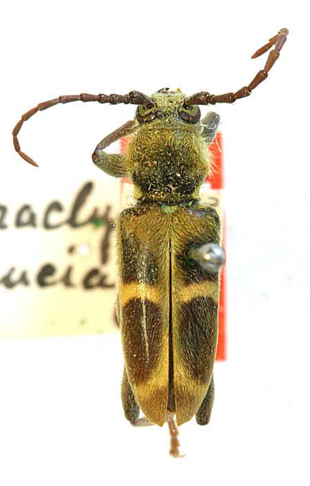 Triodoclytus lanifer