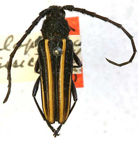 Zalophia funebris