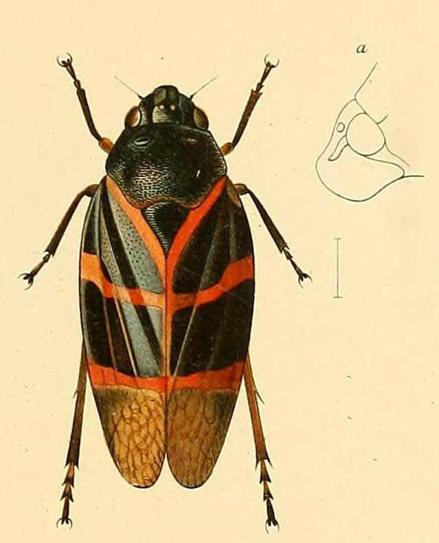 Aeneolamia contigua