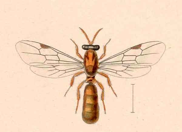 Aenictus fuscovarius