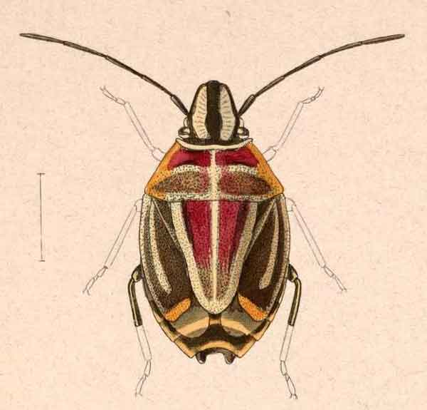 Afrania brachyptera 