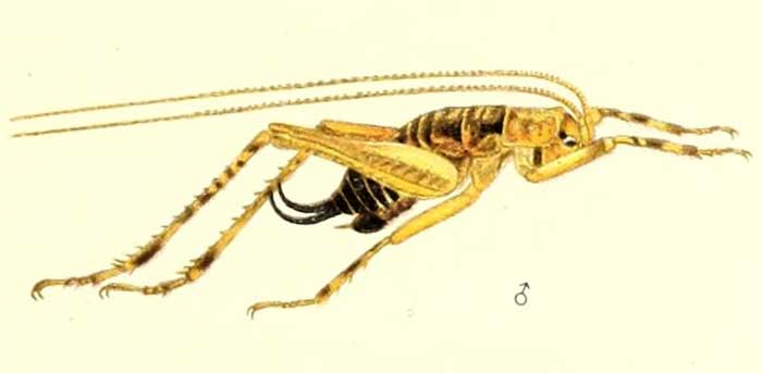 Alpinanoplophilus longicercus