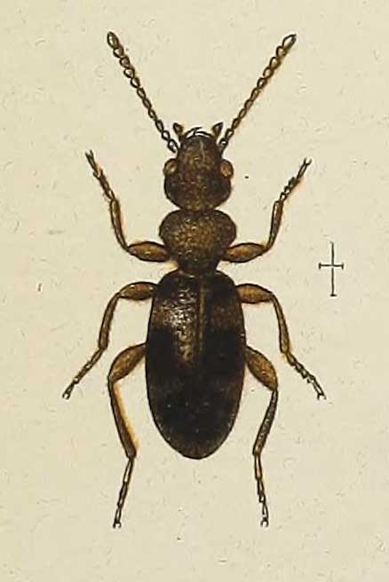 Amblyderus scabricollis