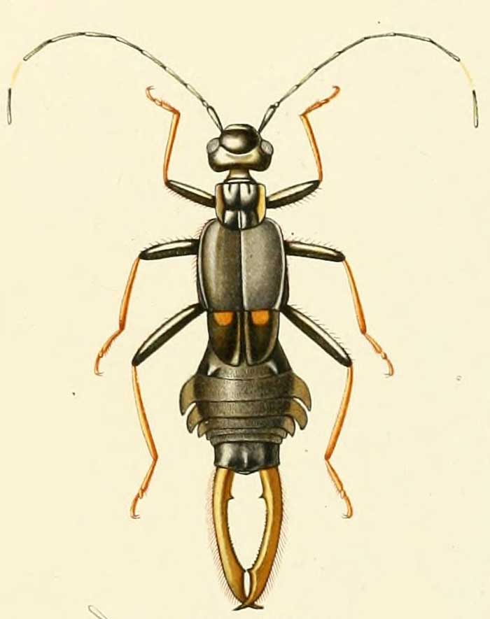 Ancistrogaster luctuosus