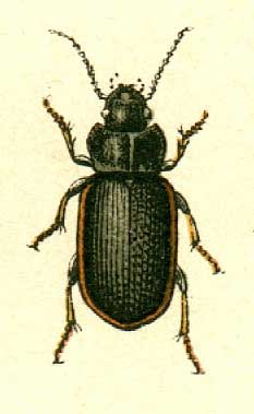 Anisodactylus signatus