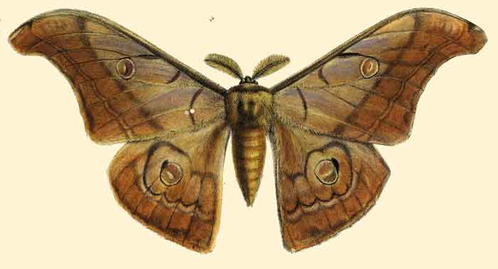 Antheraea helferi