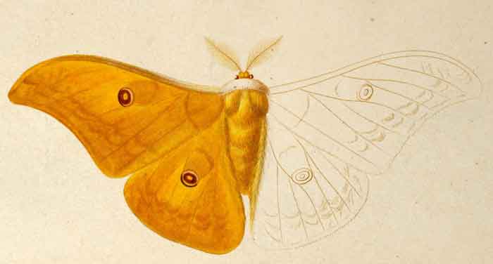 Antheraea perrottetii 