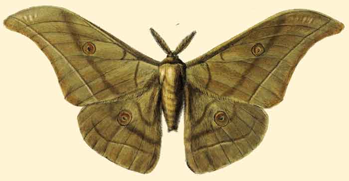 Antheraea roylei