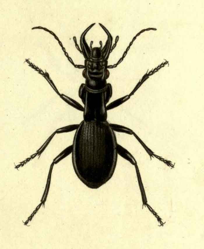 Anthia cinctipennis