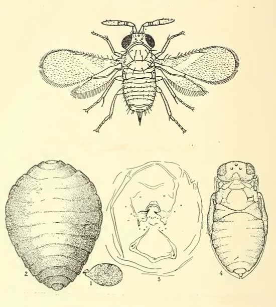 Aphytis diaspidis