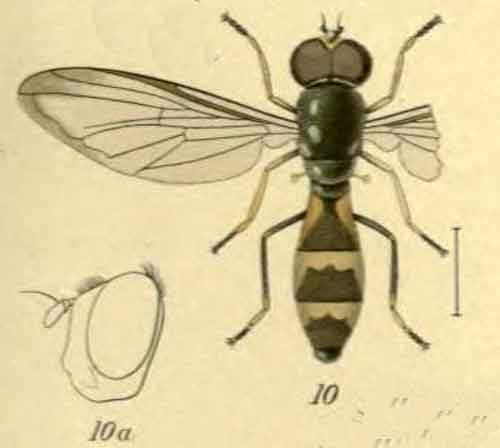 Argentinomyia aeneus