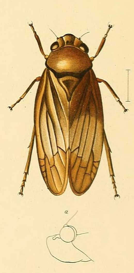 Aufidus kolleri