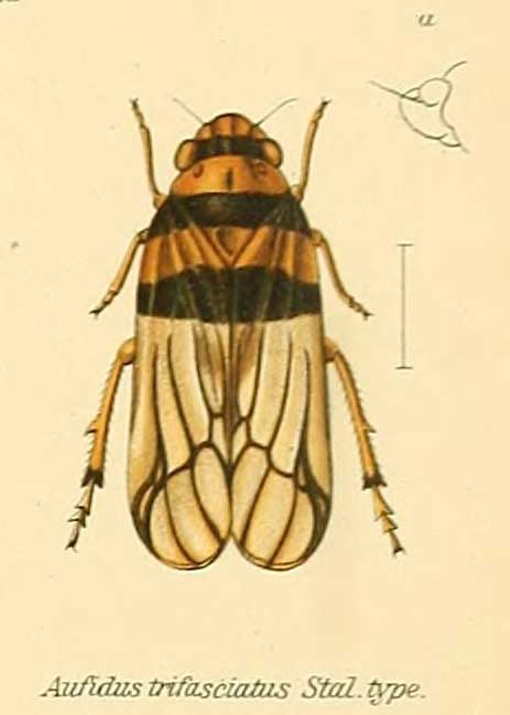 Aufidus trifasciatus