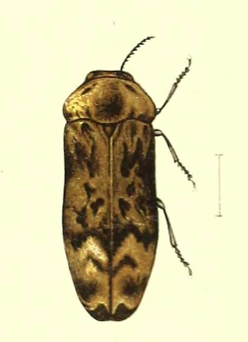 Belgaumia capucinea