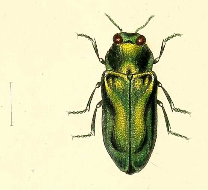 Bilyaxia concinna