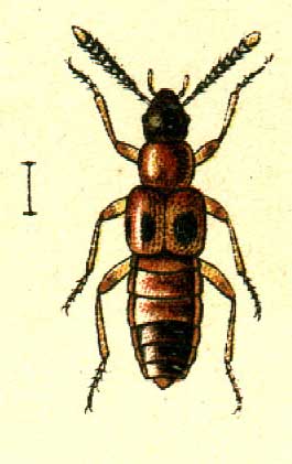 Bolitochara pulchra