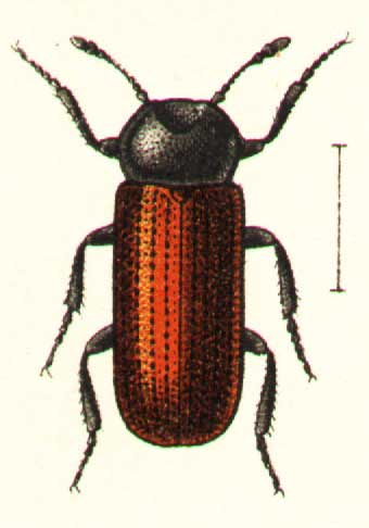 Bostrichus capucinus