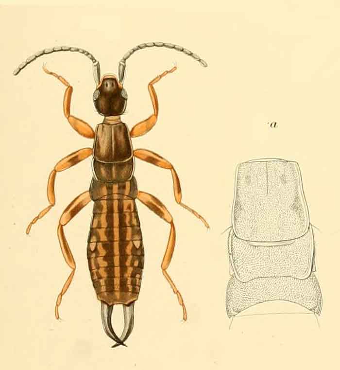 Brachylabis canaca