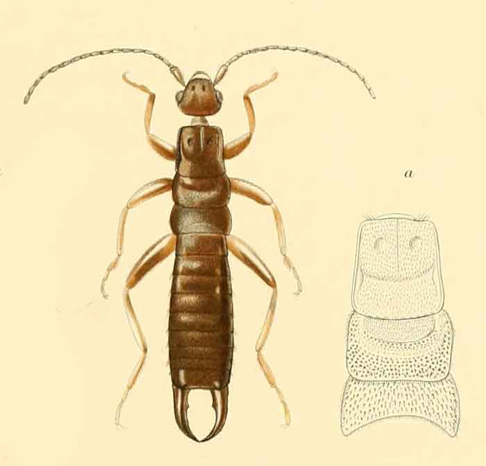 Brachylabis rouxi