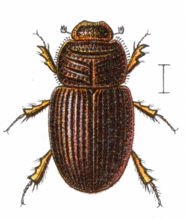 Brindalus porcicollis