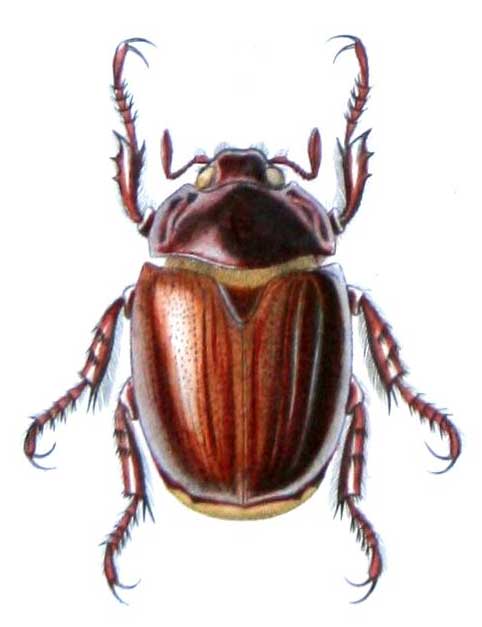 Byrsopolis castanea