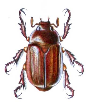 Byrsopolis quadraticeps