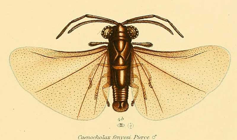 Caenocholax fenyesi