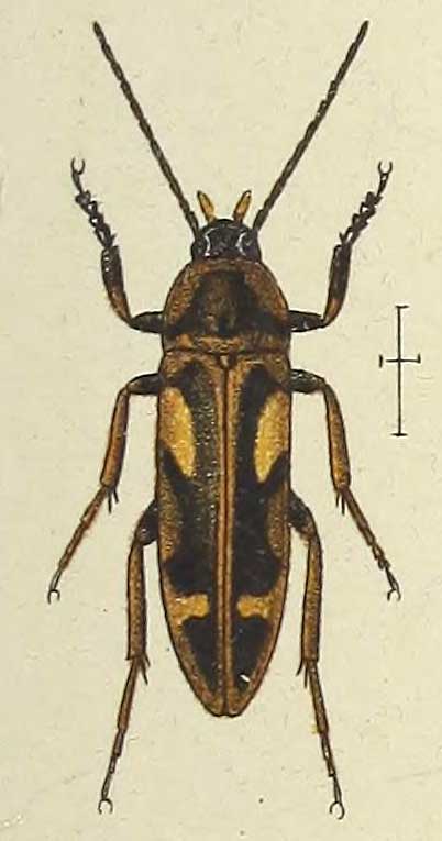 Callidircaea venusta