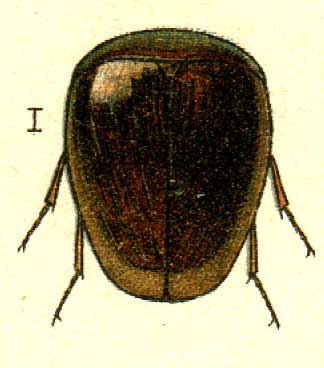 Calyptomerus alpestris