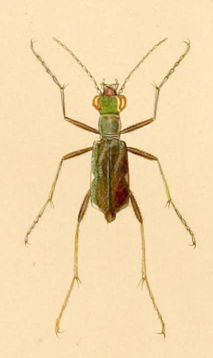 Cenothyla consobrina