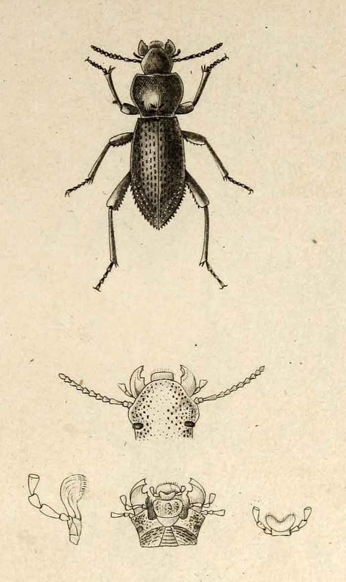 Cryptoglossa caraboides