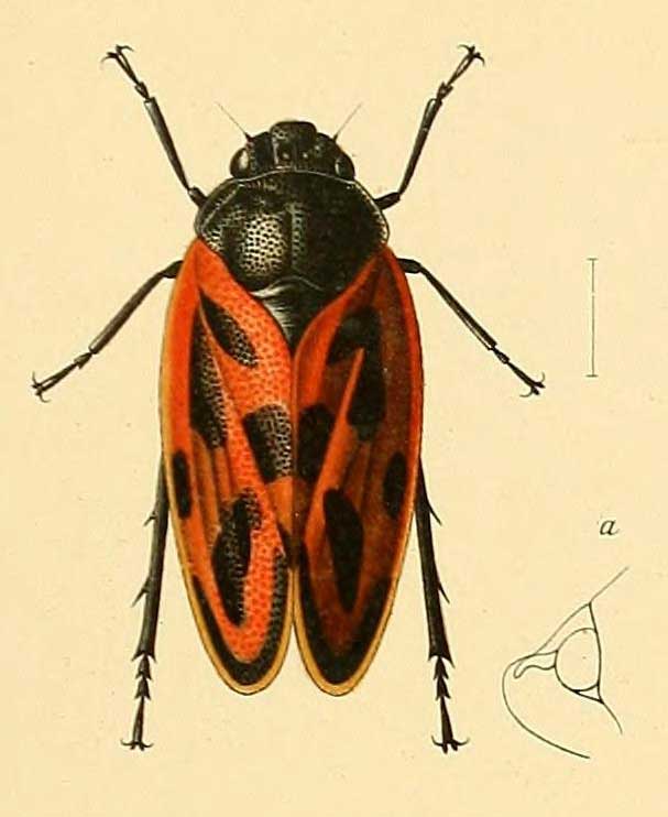 Cercopis numida