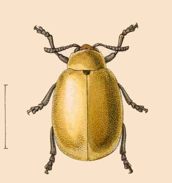 Cerochroa ruficeps