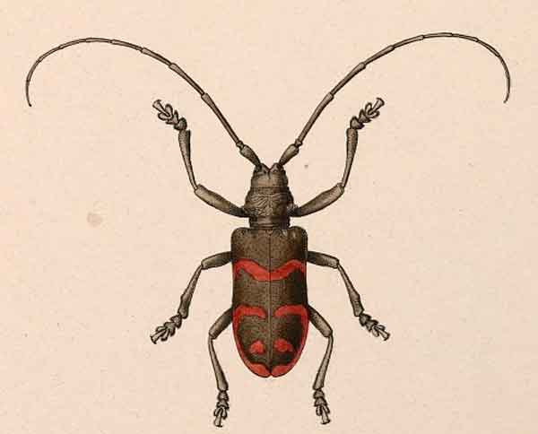 Ceroplesis militaris