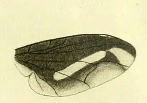 Chaetorellia vittata 