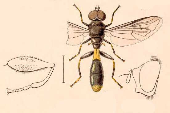 Chalcosyrphus pauxilla